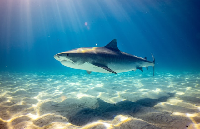 Photograph of a shark in the ocean.